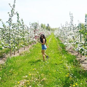 A woman walking down a row of cherry blossom trees.