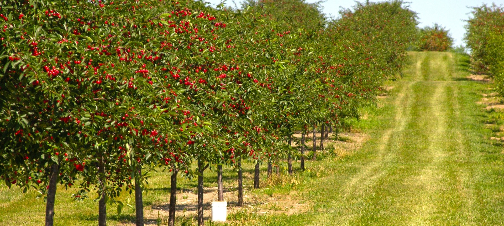 A cherry orchard