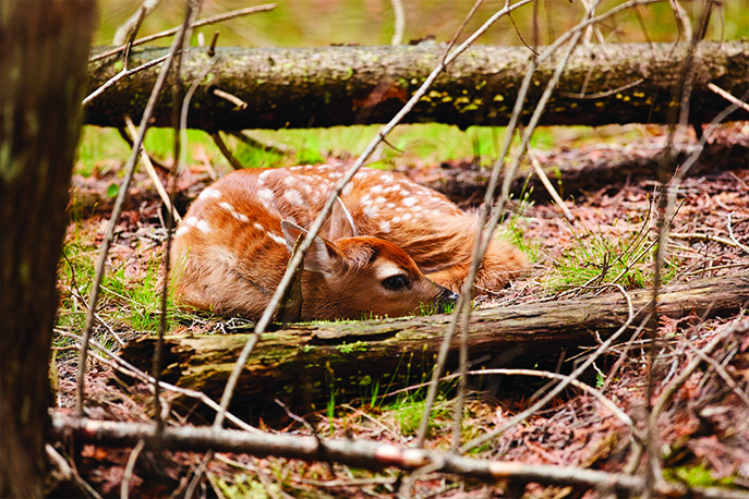 Wildlife Viewing