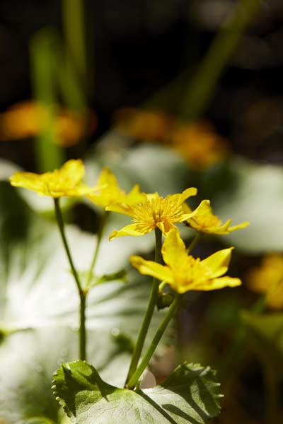 Closeup on delicate yellow wildflowers.