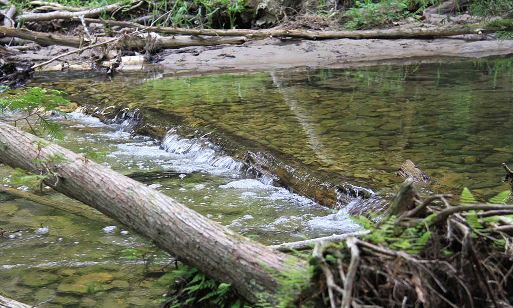 A peaceful creek and small rapid at Heins Creek preserve.