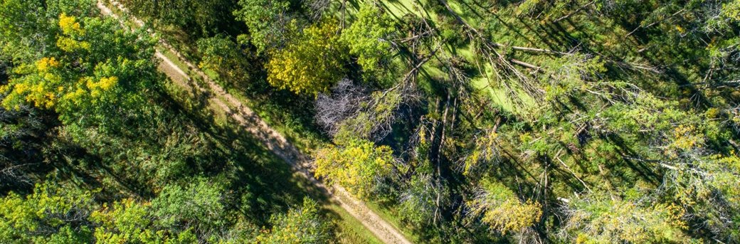 A dirt road running through the trees from the air.