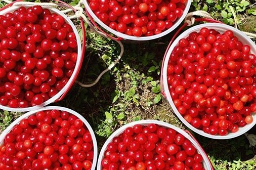 Baskets of cherries.