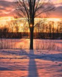 An orange sunset behind a single tree in the snow.