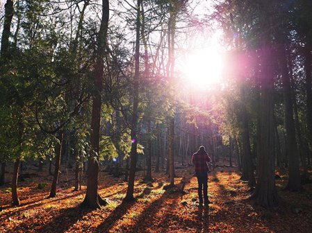 Sun shining through the trees with a person standing among the trees