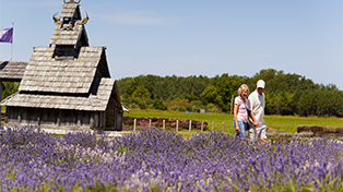 Two people walking in a lavender field on Washington Island