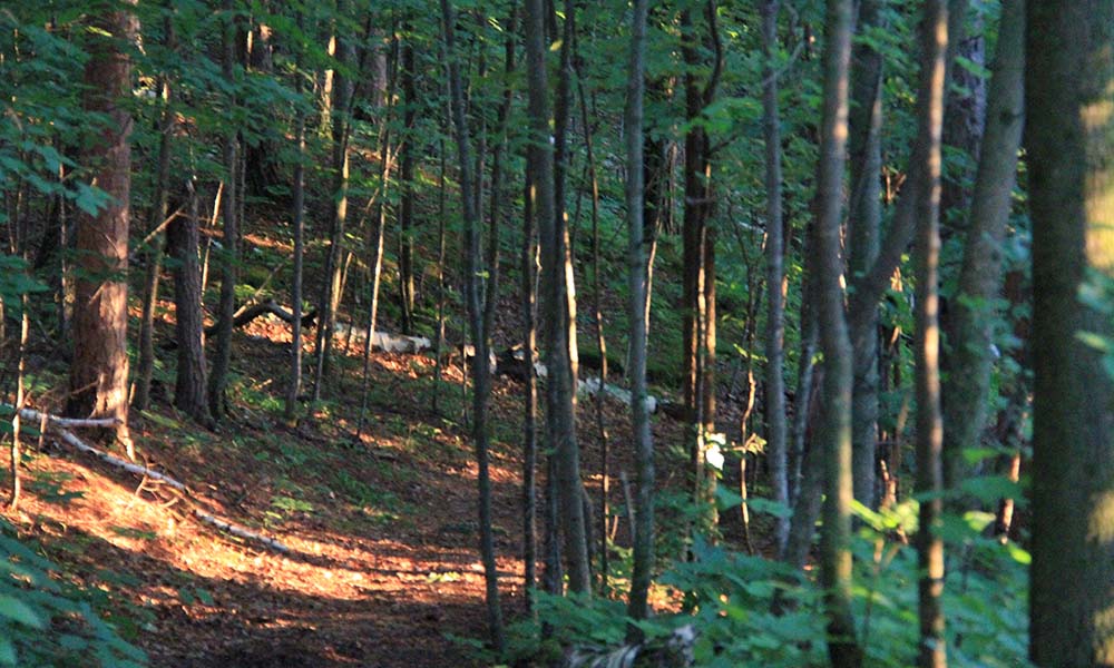 A forested trail at a nature preserve.