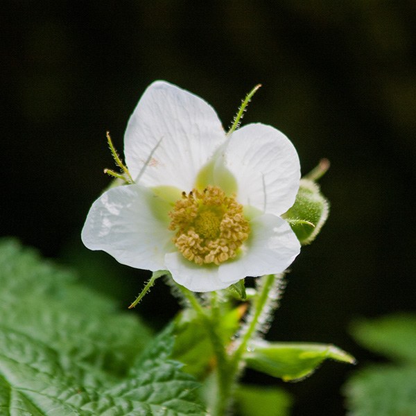 Thimbleberry