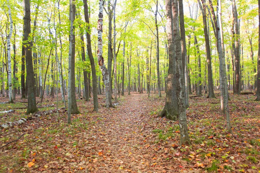 A forested path unwinds.