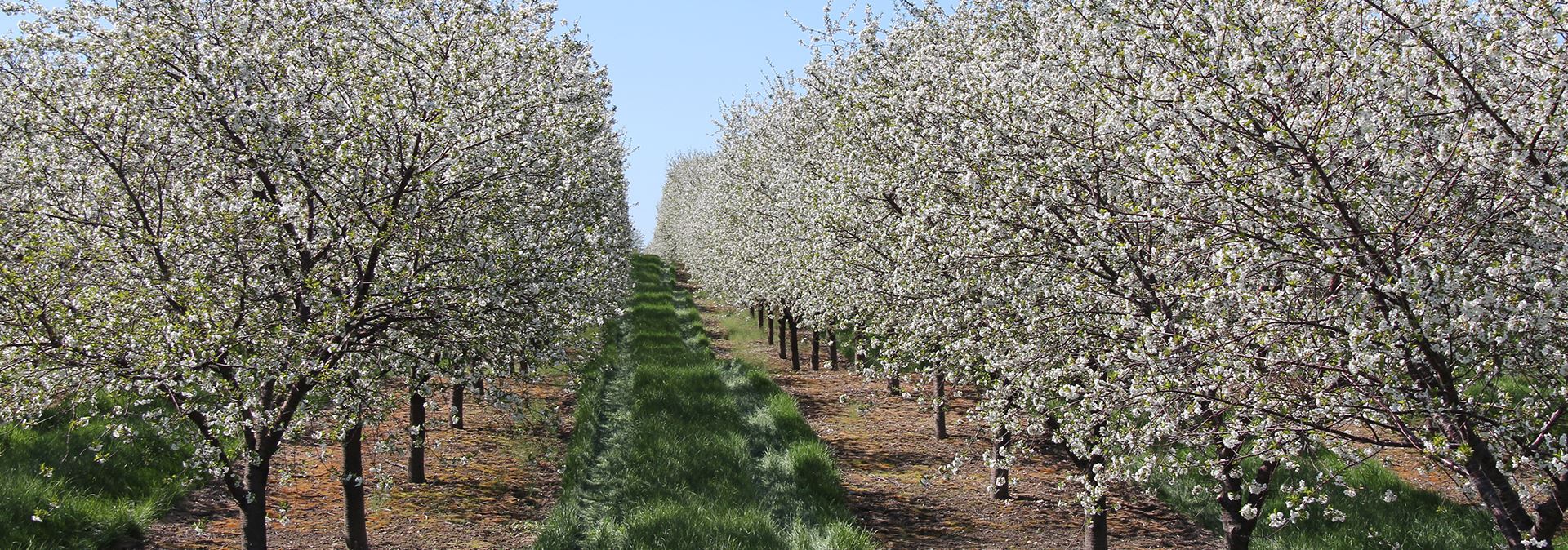 Rows of blossoming trees.