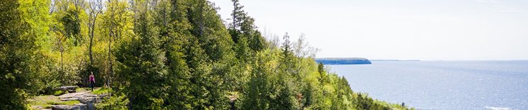 Trees along the lake