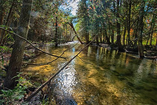 A creek through the trees 