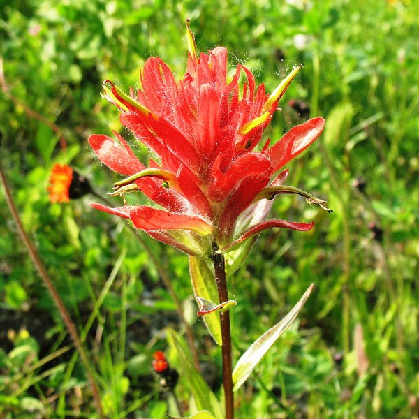 Indian Paintbrush