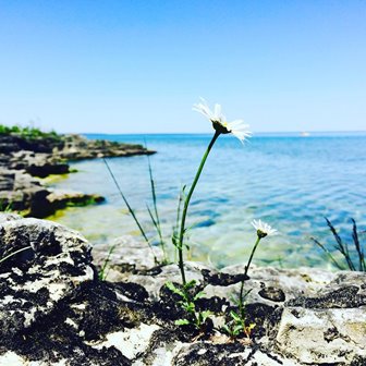 White flowers on the shore of the lake.