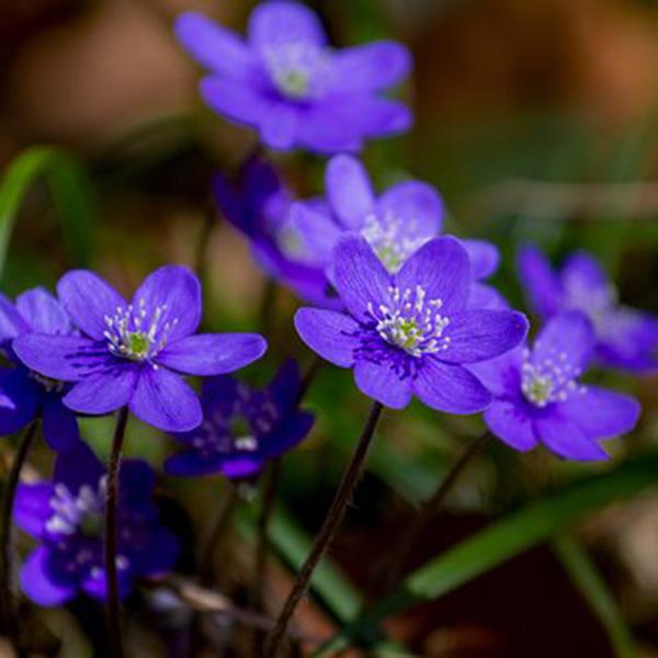 Hepatica