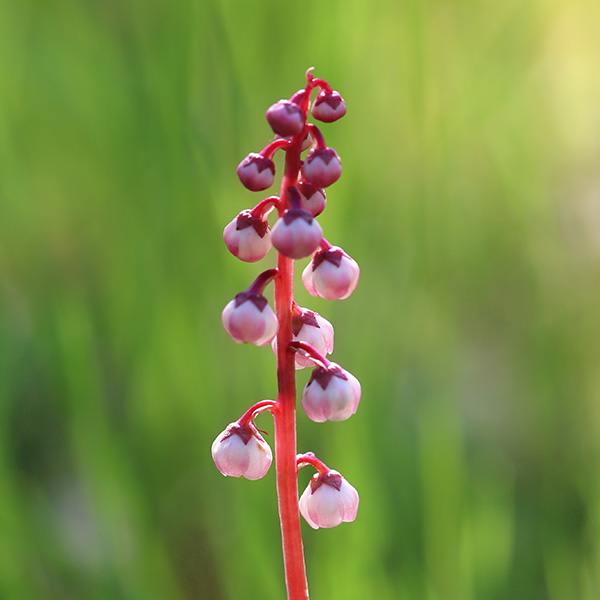 Pink-Flowered Pyrola