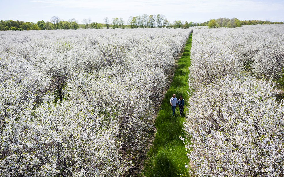 People walking through blossoming cherry trees from above.