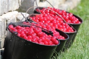 Buckets of cherries