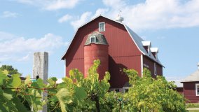 Red barn with grape vines in front of it.