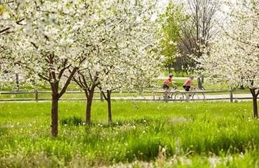 Field of blossoming trees with cyclists in the distance.