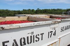 Large metal bins full of cherries.