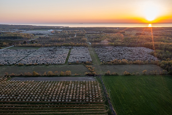 An aerial view of a cherry blossom orchard