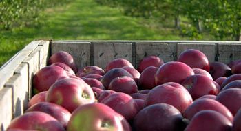 Closeup of apples