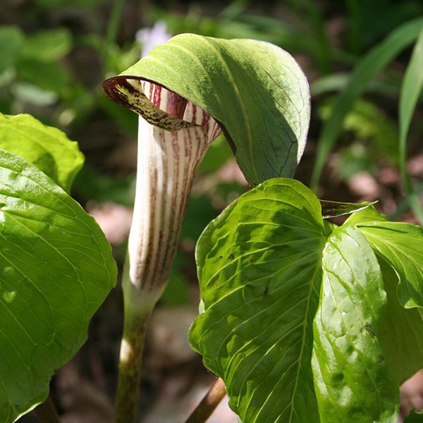 Jack-in-the-Pulpit