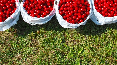 Buckets full of cherries