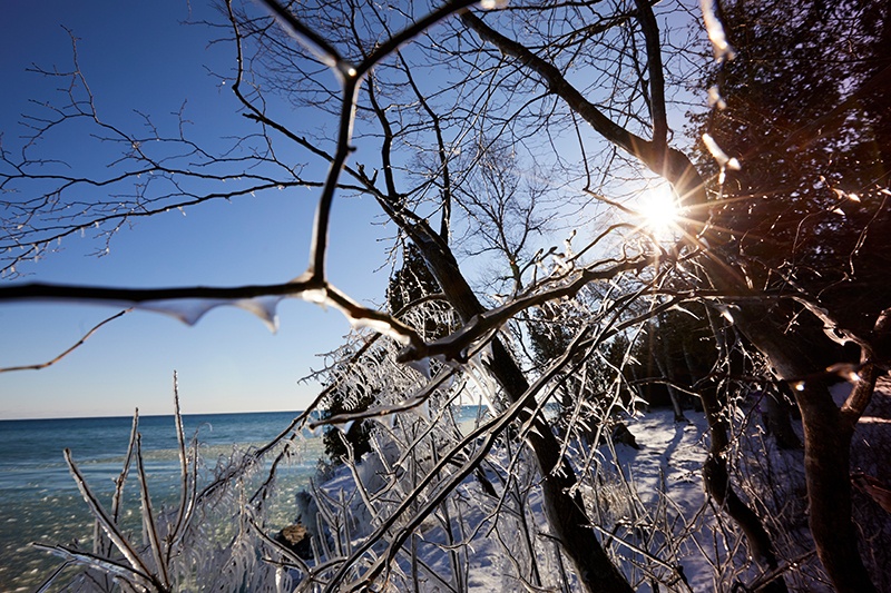 Sun shining through a tree at Cave Point