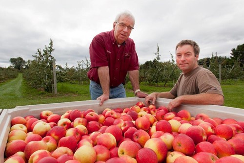 The Wood family collects apples in their orchard.