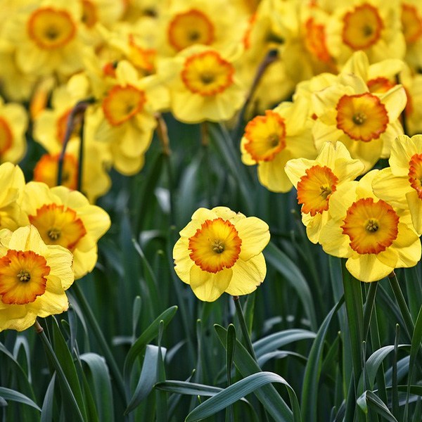 Daffodils