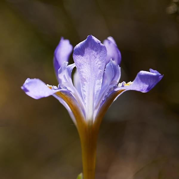 Dwarf Lake Iris