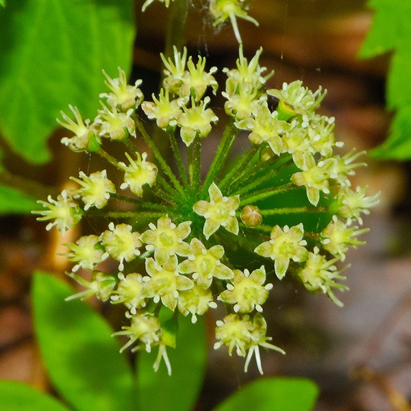 Sarsaparilla