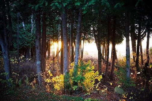 Sunshine through the trees