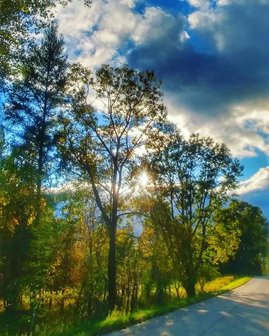 Clouds and the Sun behind the trees.