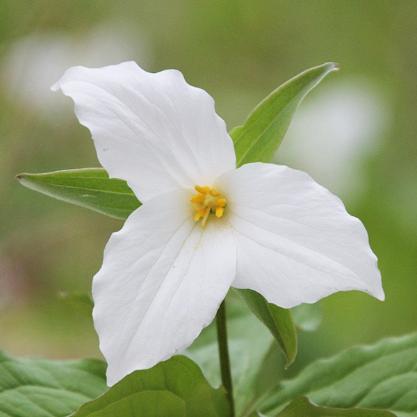 Large-Flowered Trillium