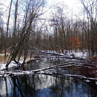 Snow-covered trees at the edge of the water.