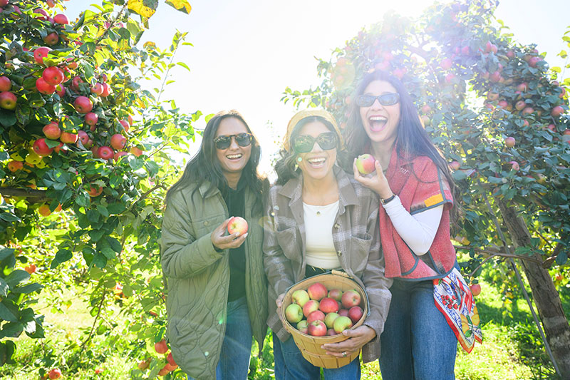 Apple Picking at Lautenbach
