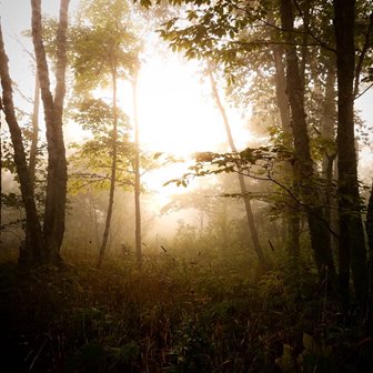 Sun shining through trees backlighting them