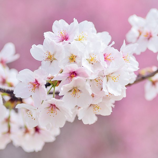 Cherry Blossoms