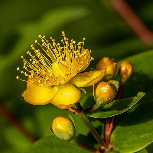 St. John's Wort