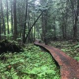 A boardwalk surrounded by trees