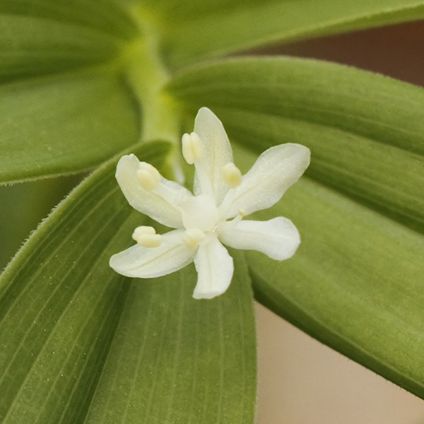 Starry Solomon's Plume