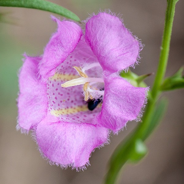 Purple Gerardia