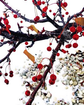 Cherries on a cherry tree in the snow.