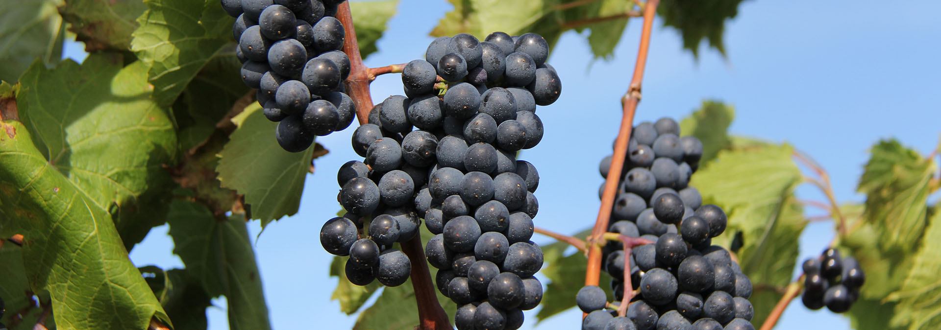 Wine grapes