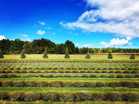 Rows of trees and bushes under a bright blue sky.