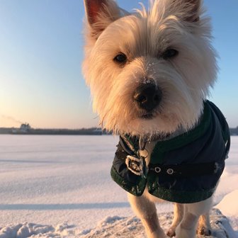 A dog in winter clothing in the snow.