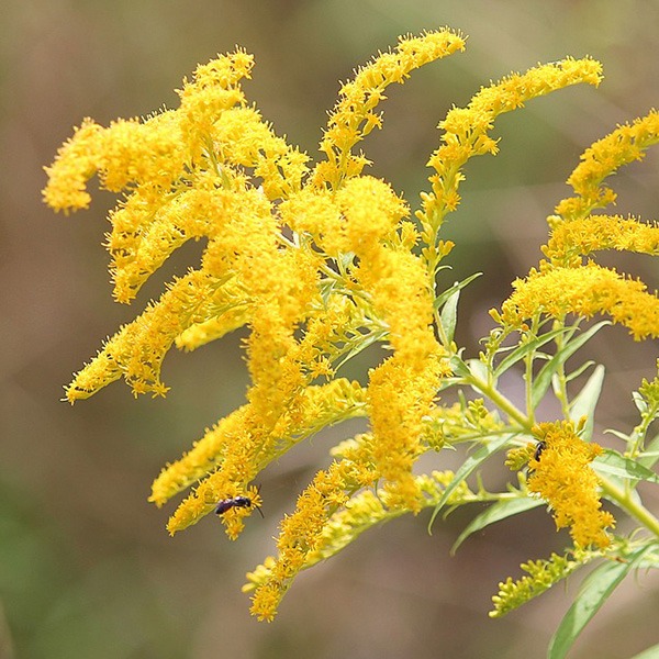 Goldenrods